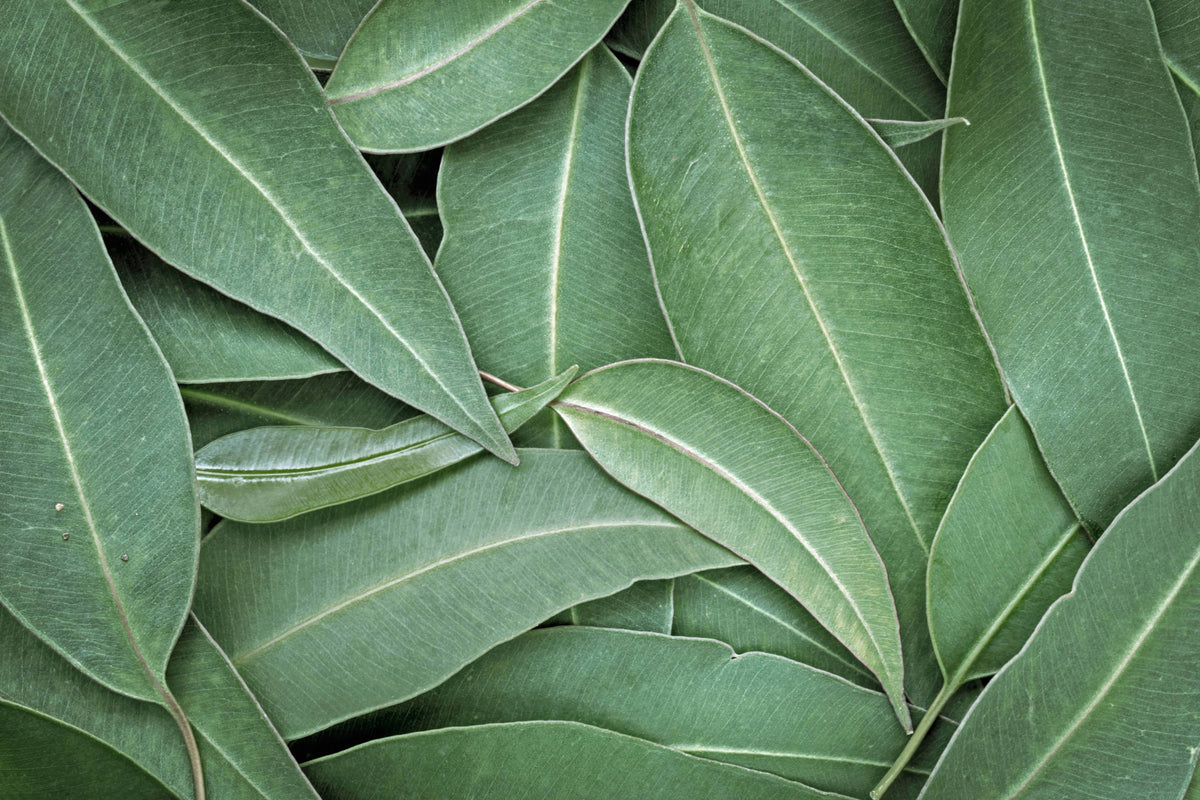 Dichtes Arrangement langer, grüner Eukalyptus-Blätter