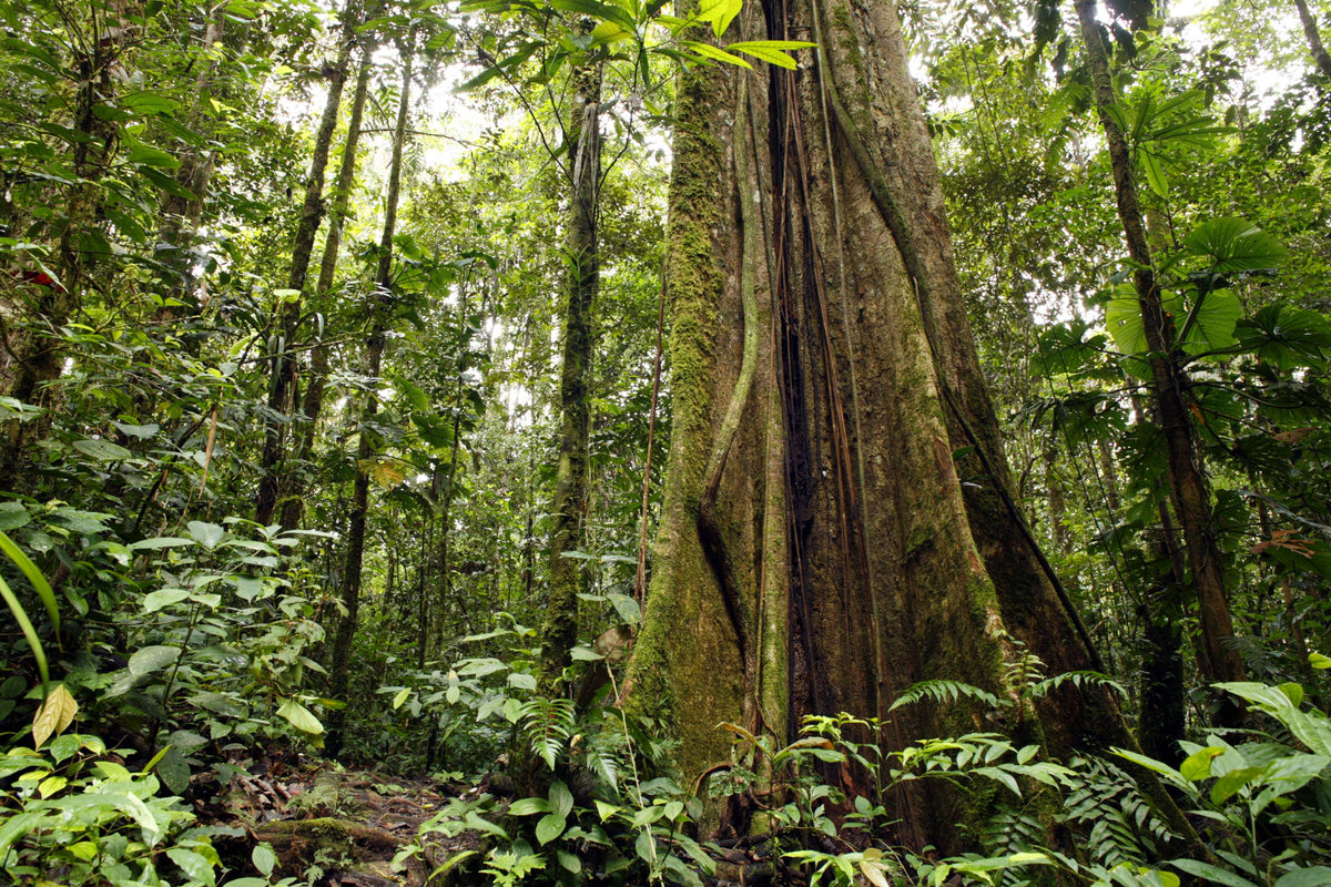 Dichter Regenwald in Ecuador mit moosbedecktem Baumstamm