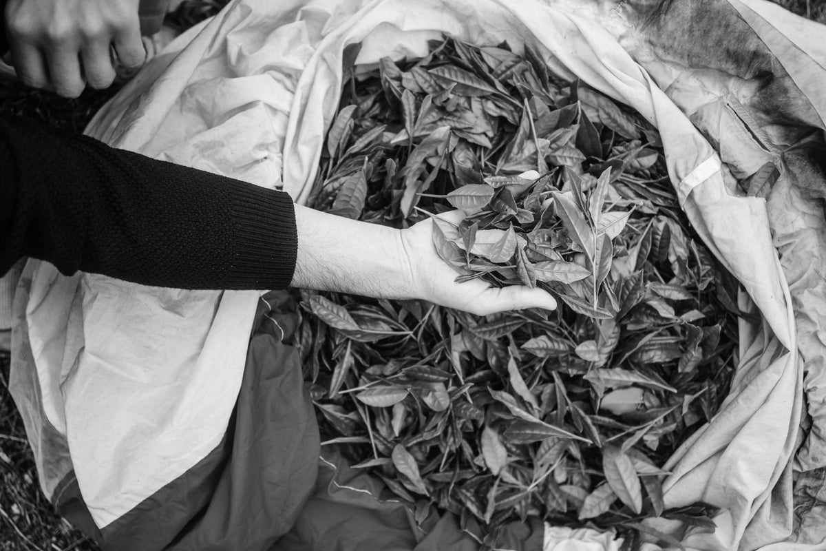 Hand hält frisch geerntete Blätter über Sack voller Teeblätter