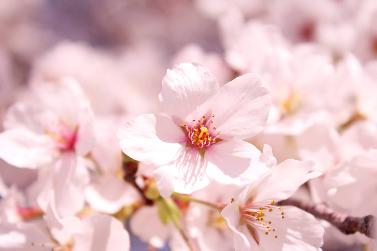 Zartrosa Kirschblüten mit gelben Staubgefäßen in Japan