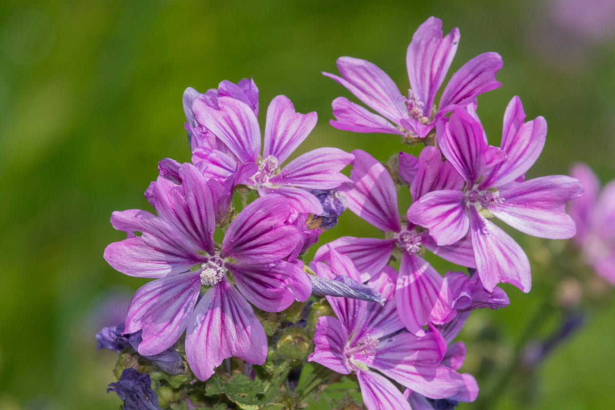 Nahaufnahme von violetten Malvenblüten mit dunklen Adern auf den Blütenblättern