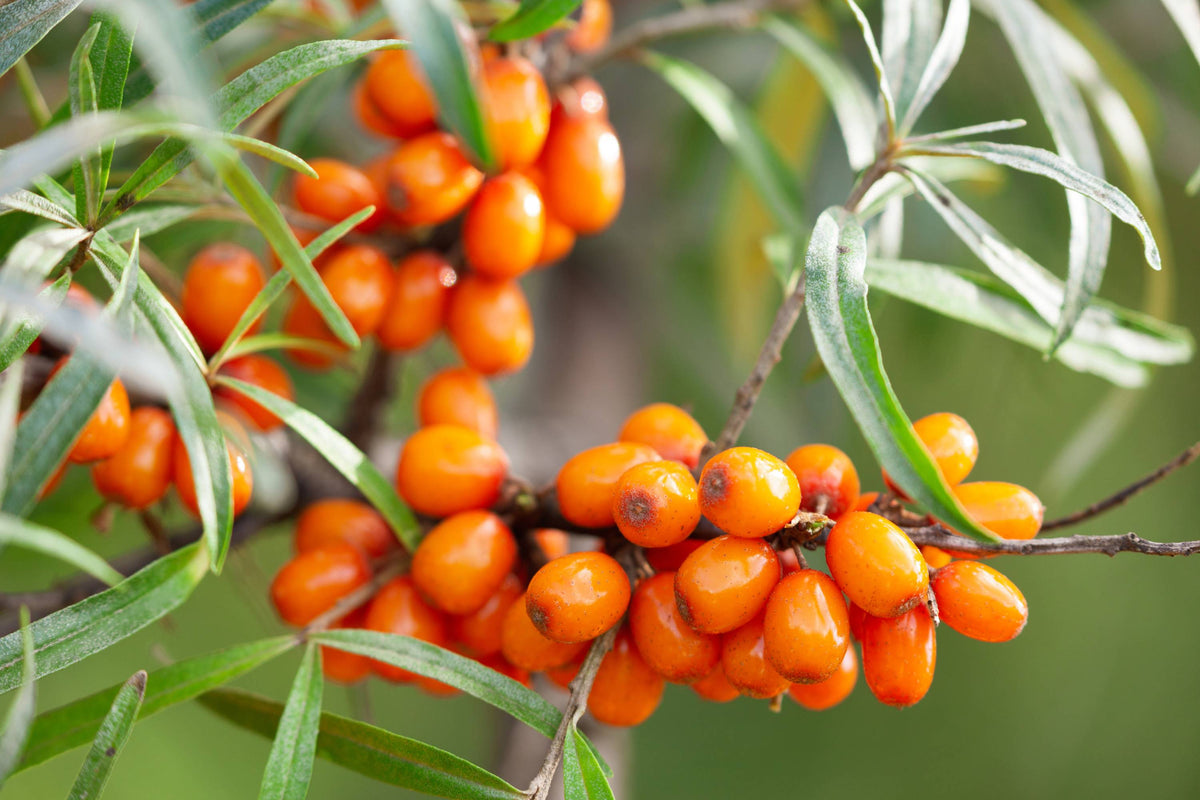 Glänzende orange Sanddornbeeren an einem Zweig mit schlanken Blättern