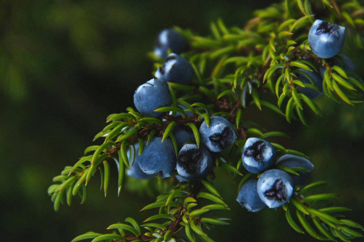 Wacholderbeeren