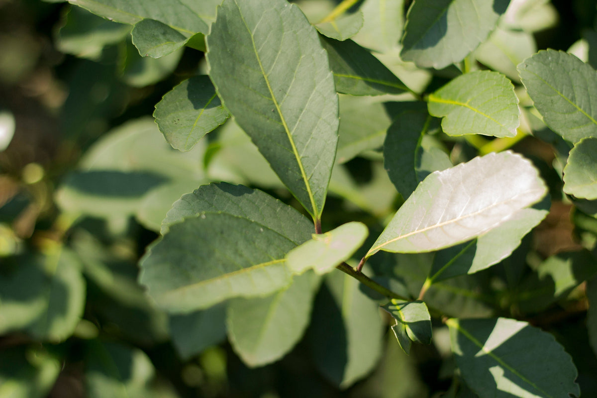 Grüne Blätter des Yerba Mate Strauchs