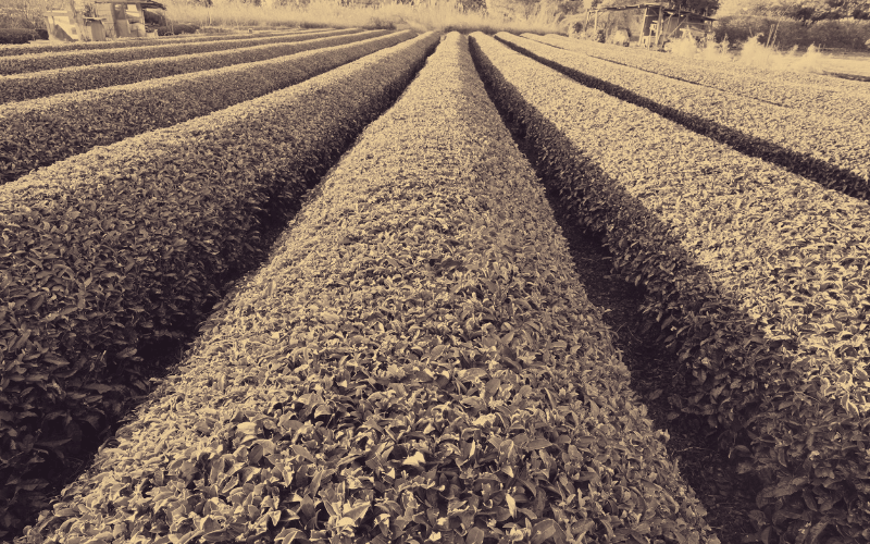 Teeplantage in Sepia eingefärbt für unseren P&T Fachartikel