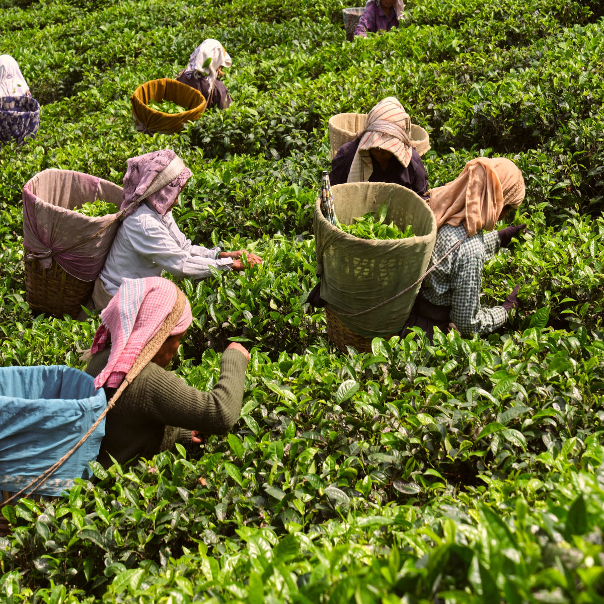 Frauen mit bunten Kopftüchern pflücken frische Teeblätter auf einer grünen Teeplantage, umgeben von dichten Teebüschen.
