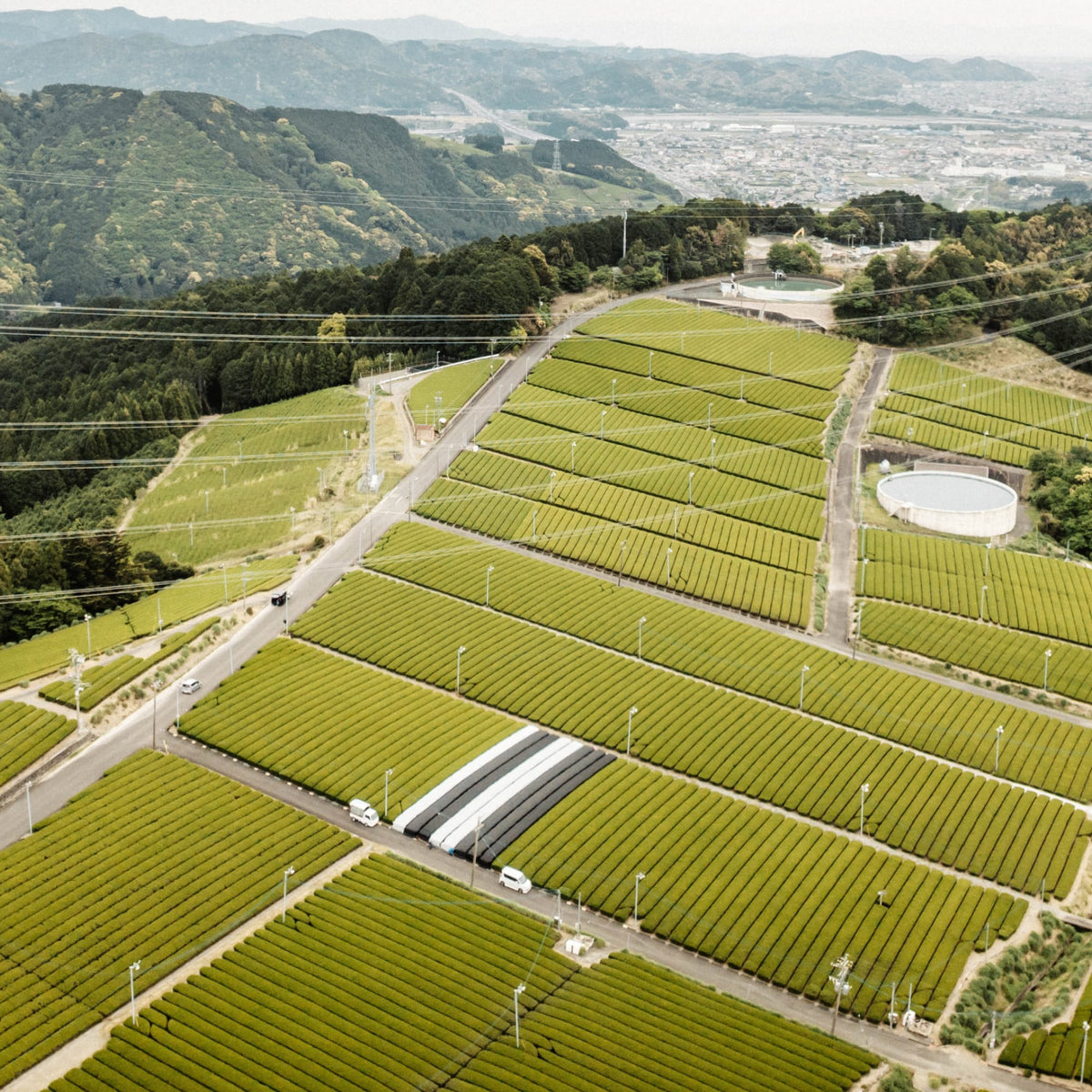 Teeplantage mit präzisen Reihen grüner Büsche, weißen Fahrzeugen und bewaldeten Hügeln im Hintergrund.