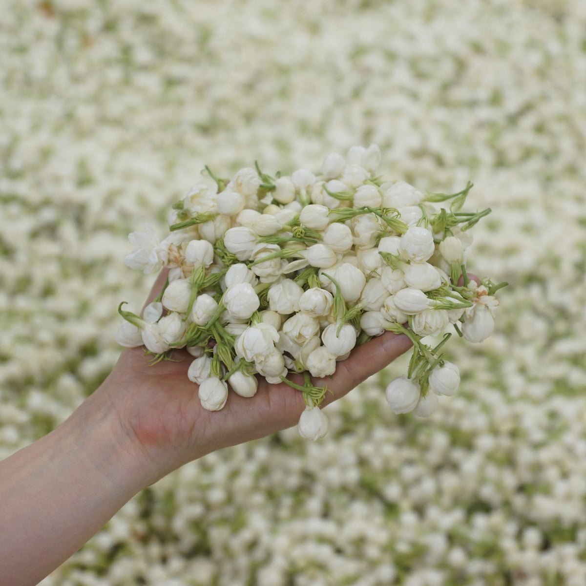 Hand hält weiße Jasminblüten mit grünen Stielen vor unscharfem Blütenhintergrund