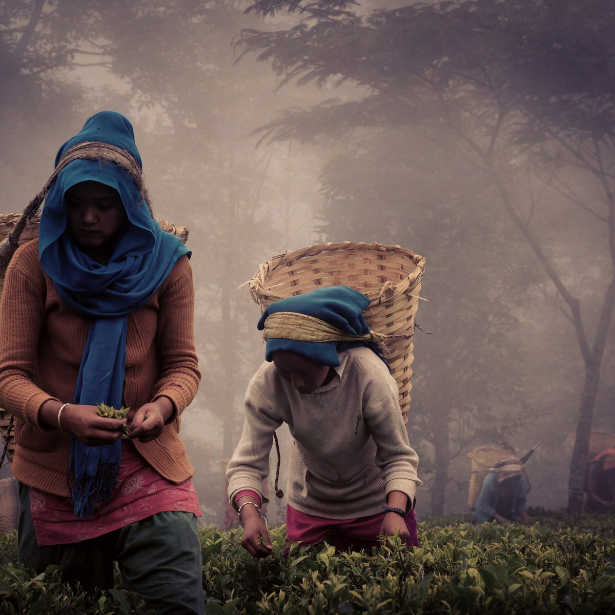 Zwei Frauen in blauer traditioneller Kleidung ernten Teeblätter in einem nebligen, grünen Teegarten.