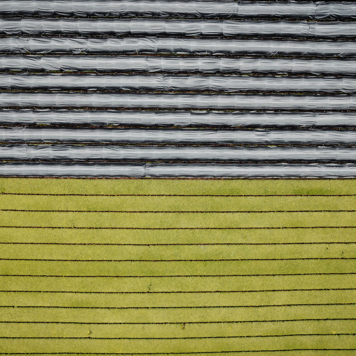 Landwirtschaftliches Feld mit Pflanzenreihen und Plastikfolienstreifen für Bodenschutz.