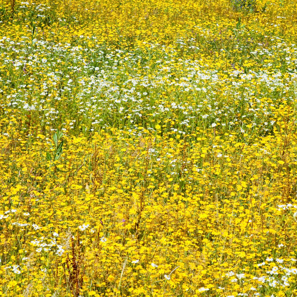 Dichte Wildblumenwiese mit gelben Blüten und weißen Gänseblümchen, umgeben von grünem Laub.