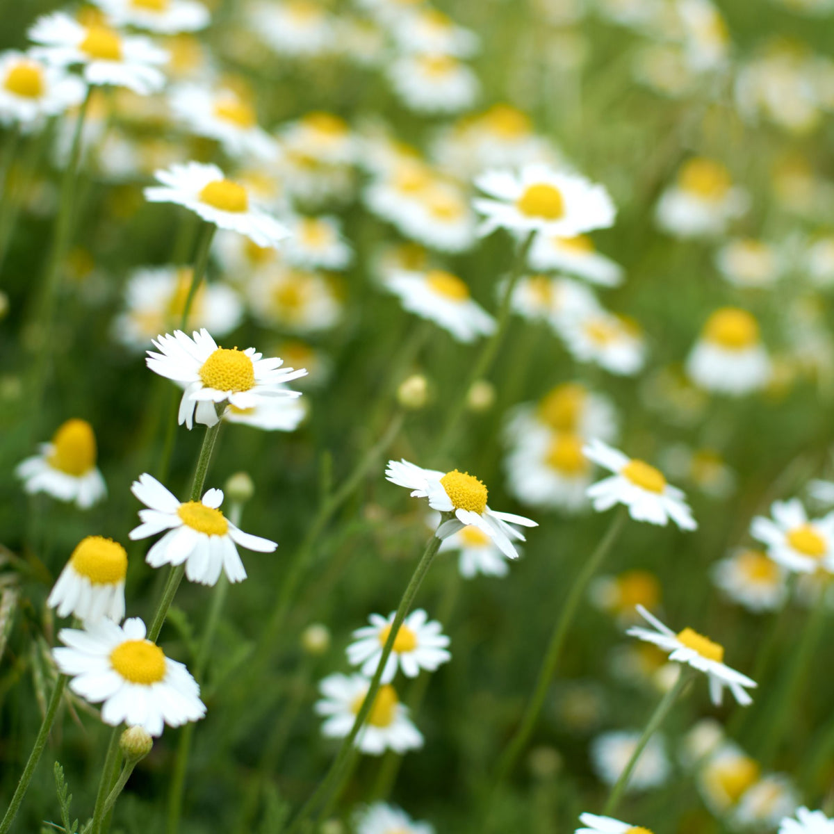 Weiße Gänseblümchen mit gelben Zentren vor einem grünen Frühlingshintergrund