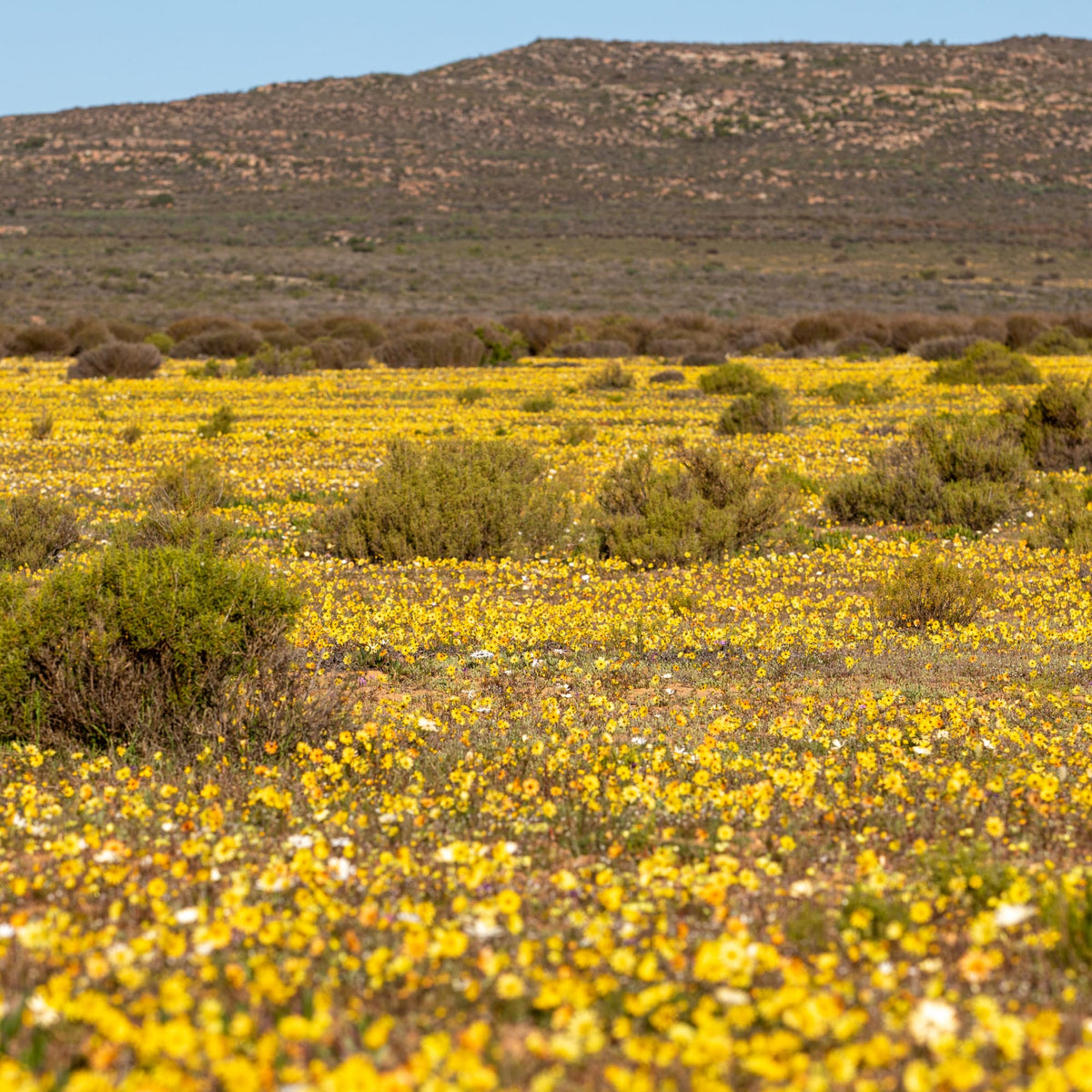 Weites Feld mit gelben Wildblumen und vereinzelt weißen Blüten unter klarem blauem Himmel.