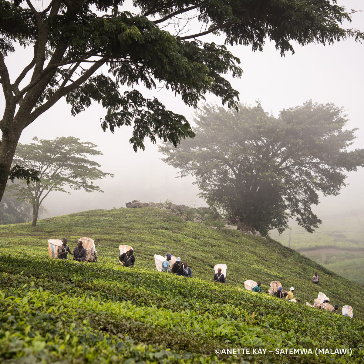 Arbeiter pflücken Teeblätter in einer Teeplantage in Malawi auf einem grünen Hügel im Nebel.