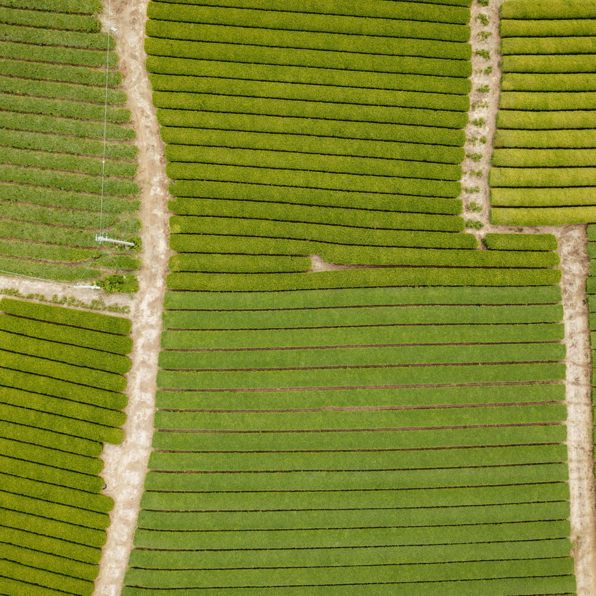 Luftaufnahme eines großen landwirtschaftlichen Feldes mit grünen Pflanzenreihen und Erdwegen