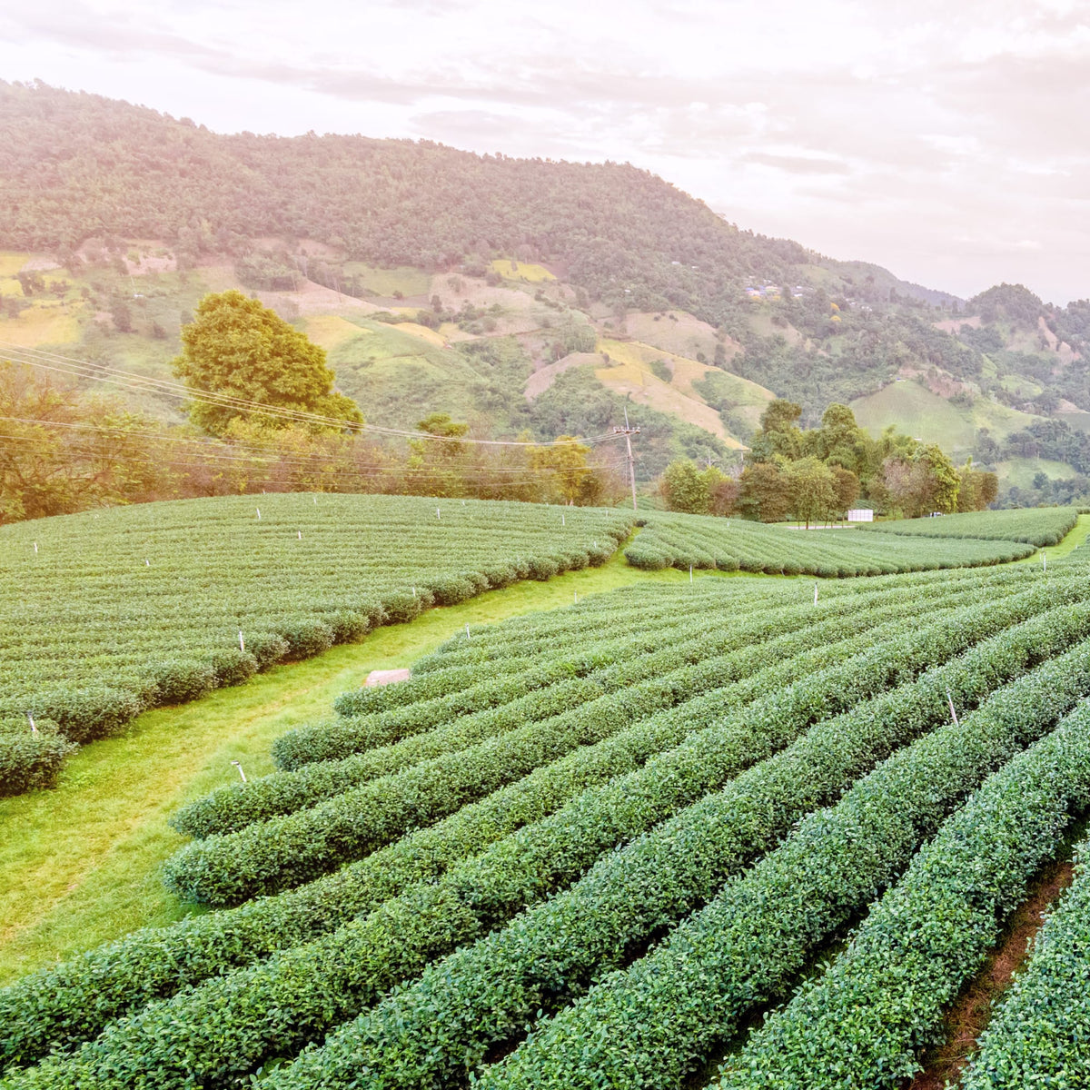 Grüne Teepflanzen in Reihen auf Plantage mit Bäumen und Bergen im sanften Tageslicht.