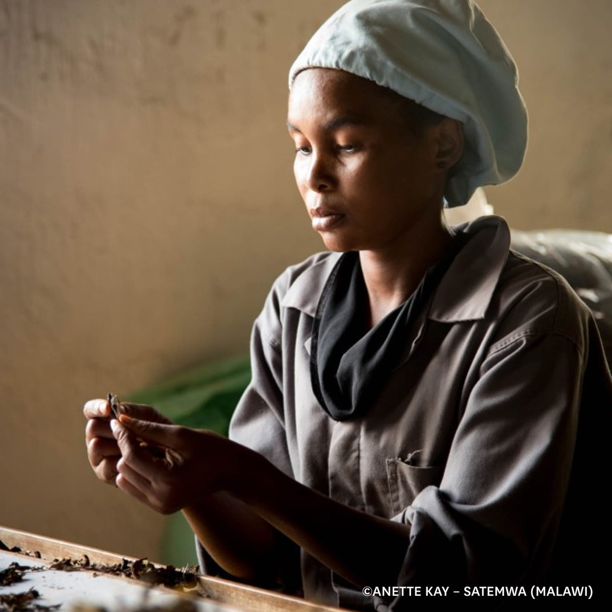 Junge Frau in grauer Arbeitskleidung sortiert kleine Blätter auf Holztisch in Malawi.