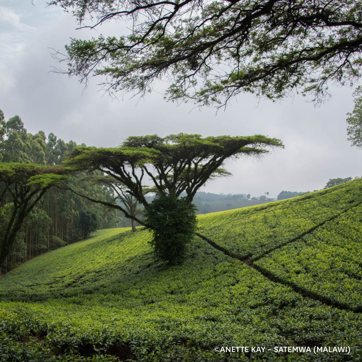 Grüne Teeplantage in Malawi mit schirmförmigem Baum und bewölktem Himmel bei Canette Kay Satemwa.